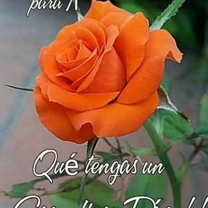 Meet your Posher, Yolanda